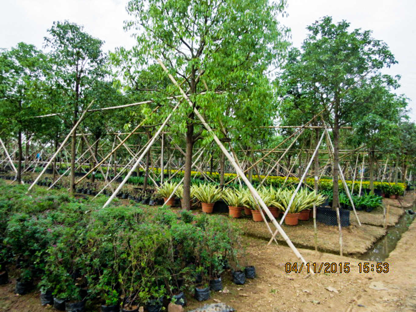 Double Cove Residential Development Exclusive Nursery Tarzan