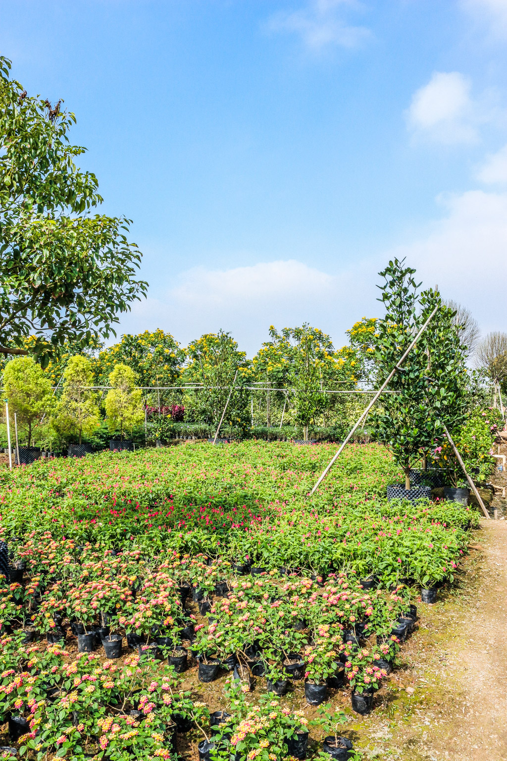 Zhong Shan Nursery Tarzan Landscape Contractors Limited